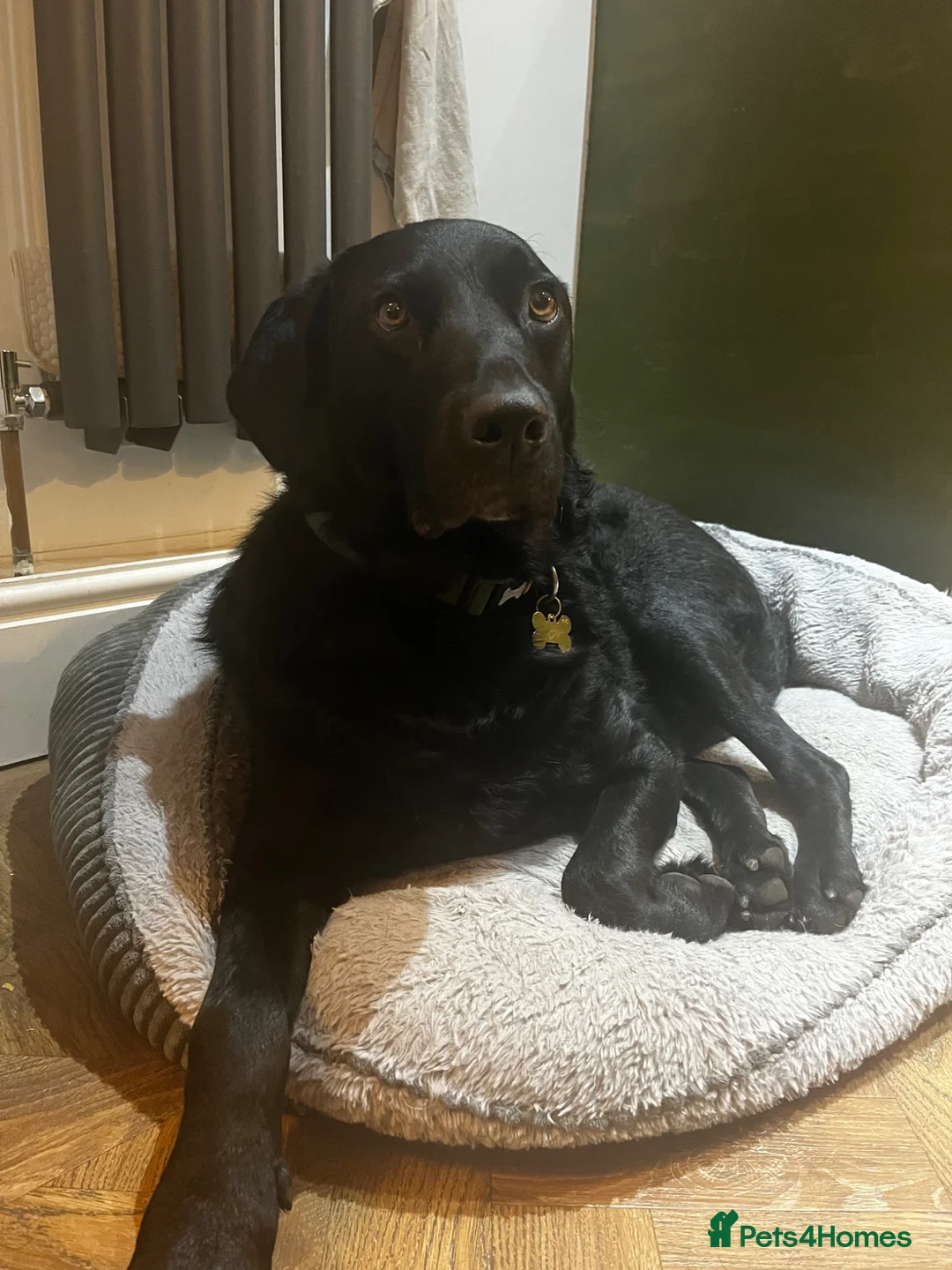 Borador dogs for sale: Cooper in Lincoln - Advert 1