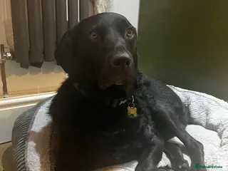 Borador dogs Cooper - Advert 2