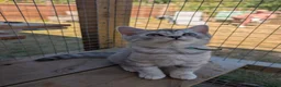 British Shorthair cats for sale: Full British shorthairs kittens READY NOW! - Advert 4