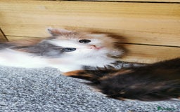 Siberian cats for sale: Registered Siberian Calico kittens  - Image 5