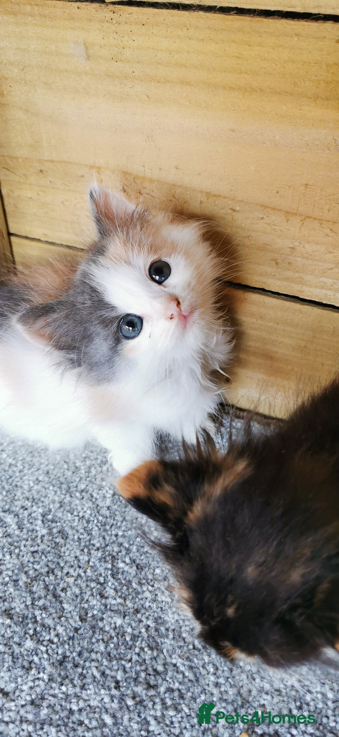 Siberian cats for sale: Registered Siberian Calico kittens  - Image 5