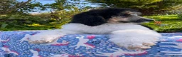 Standard Poodle dogs for sale: Standard poodle Fully vac Ready Now 1BOY LEFT  - Advert 13