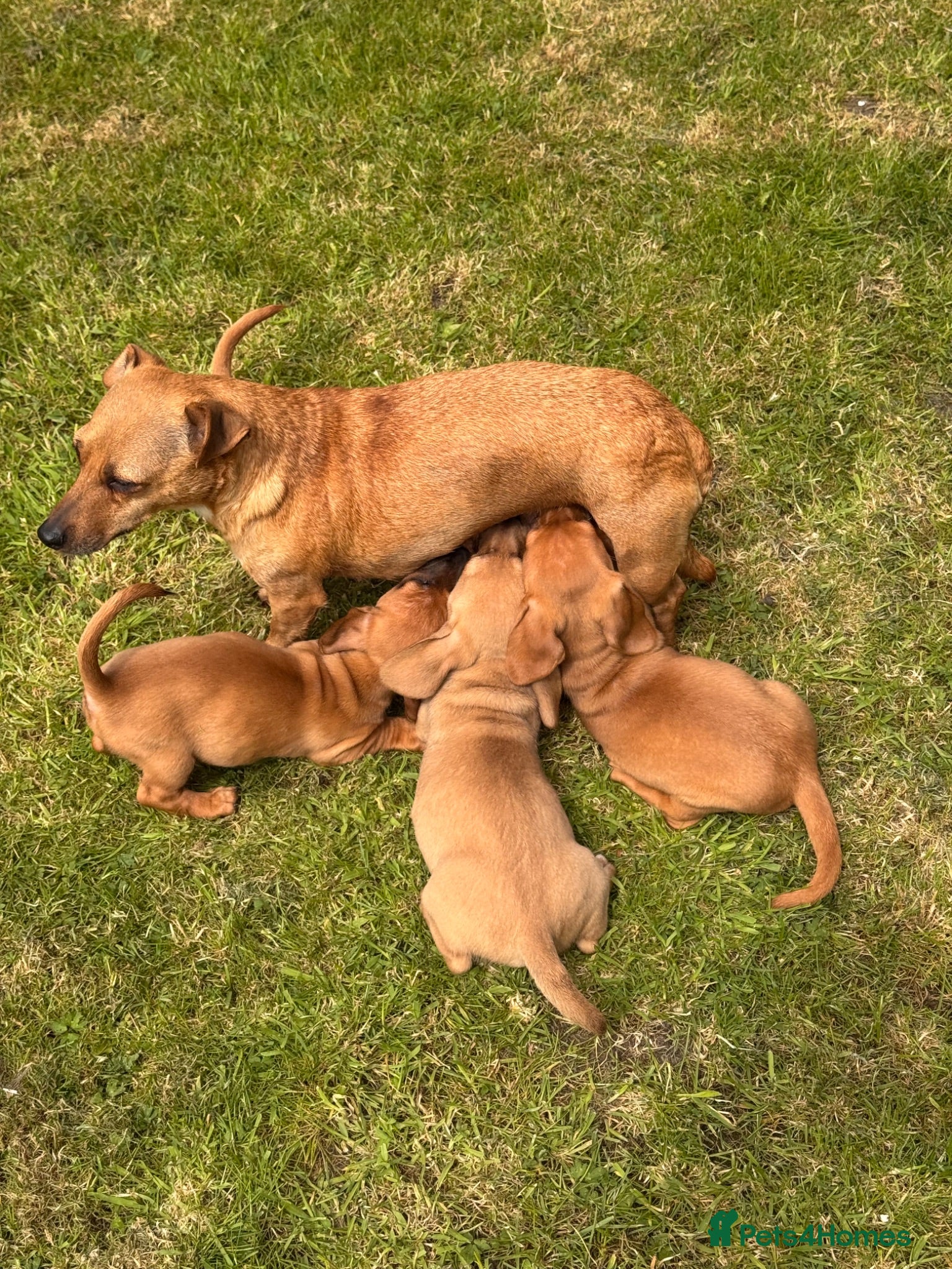 Jackshund dogs Dachshund X Jack Russell Puppies JACKSHUNDS  - Advert 1
