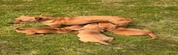 Jackshund dogs for sale: Dachshund X Jack Russell Puppies JACKSHUNDS  in Glasgow - Advert 1