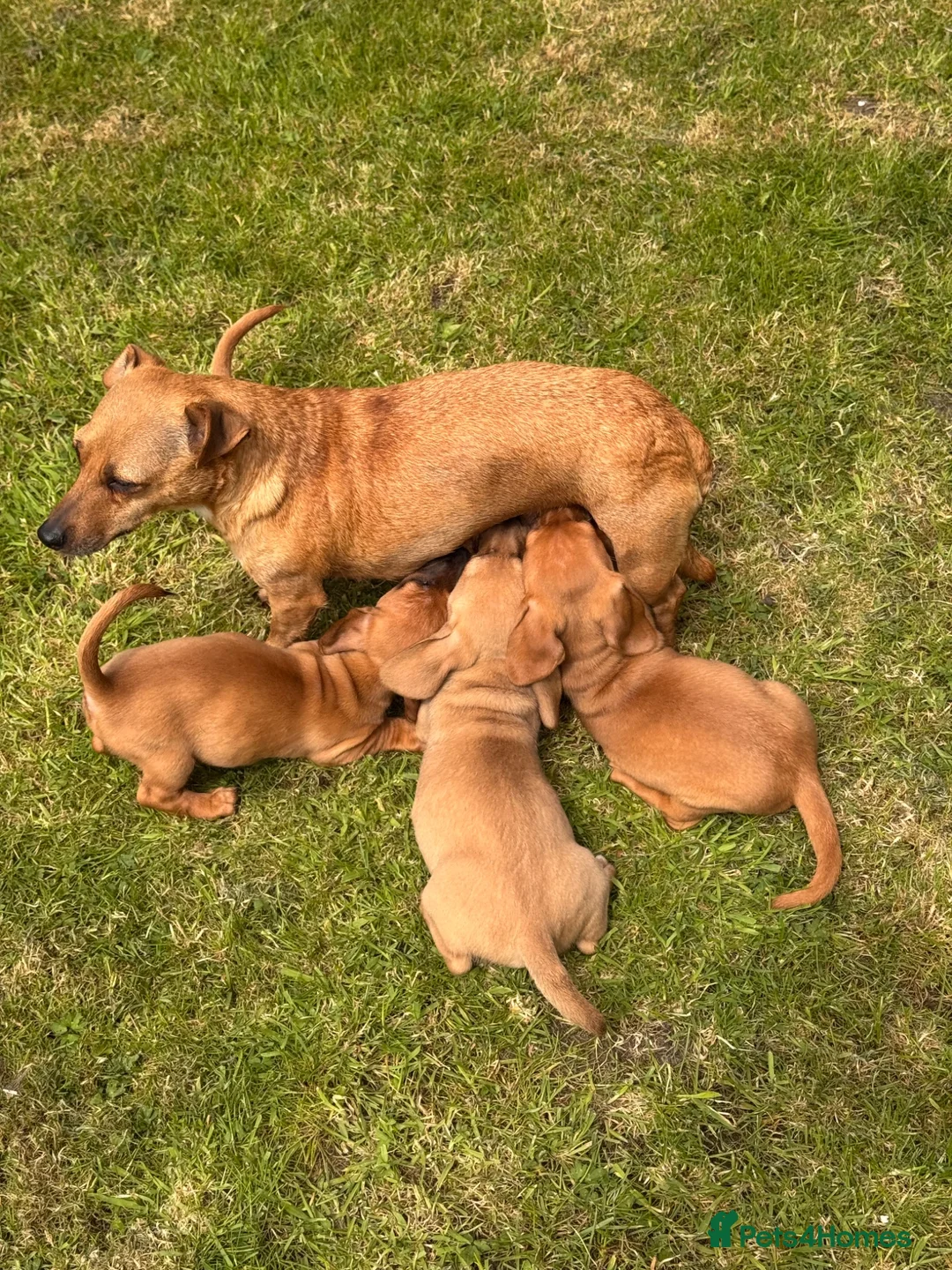 Jackshund dogs for sale: Dachshund X Jack Russell Puppies JACKSHUNDS  in Glasgow - Advert 1