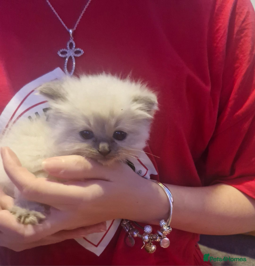 Ragdoll cats for sale: Lovely ragdoll baby's  - Advert 25