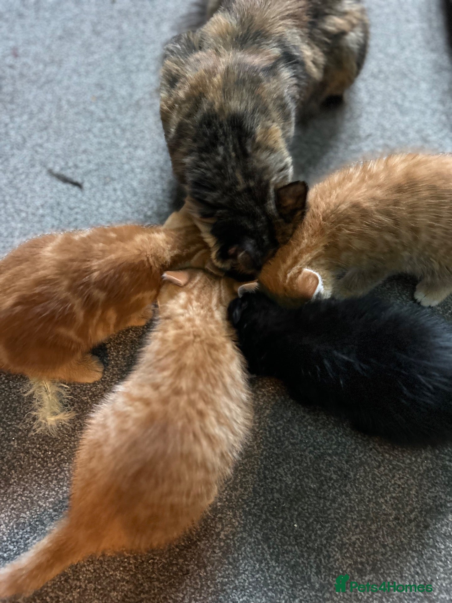 Mixed Breed cats Four beautiful boys - Advert 1