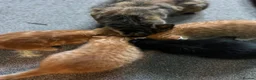Mixed Breed cats for sale: Four beautiful boys - Advert 1