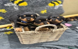 Rottweiler dogs for sale: Beautiful chunky Rottweiler puppy’s  - Image 1