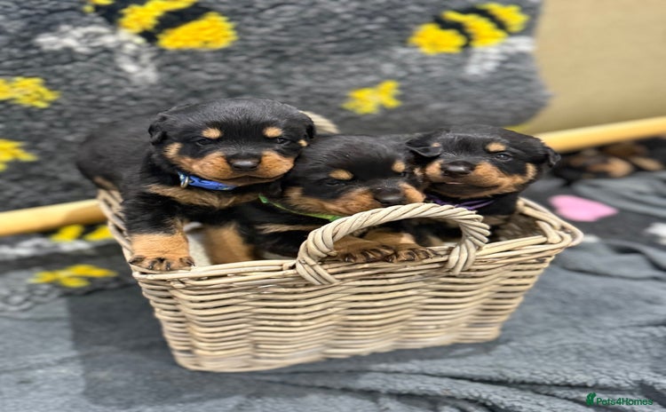 Rottweiler dogs - Advert 1