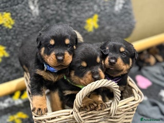 Rottweiler dogs - Advert 1