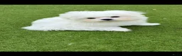 Maltese dogs for sale: Korean Maltese KC Parents  in Weybridge - Advert 4