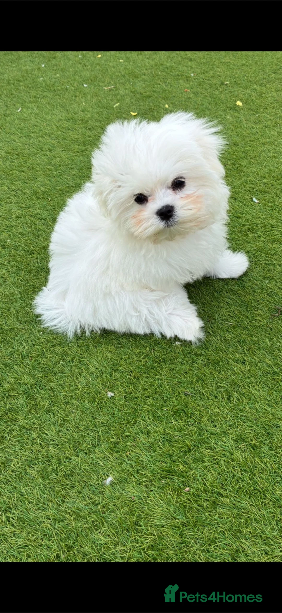 Maltese dogs for sale: Korean Maltese KC Parents  in Weybridge - Advert 4