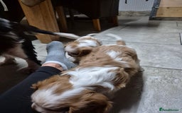 Cavalier King Charles Spaniel dogs for sale: Blenheim Cavalier King Charles spaniel puppies  - Image 4