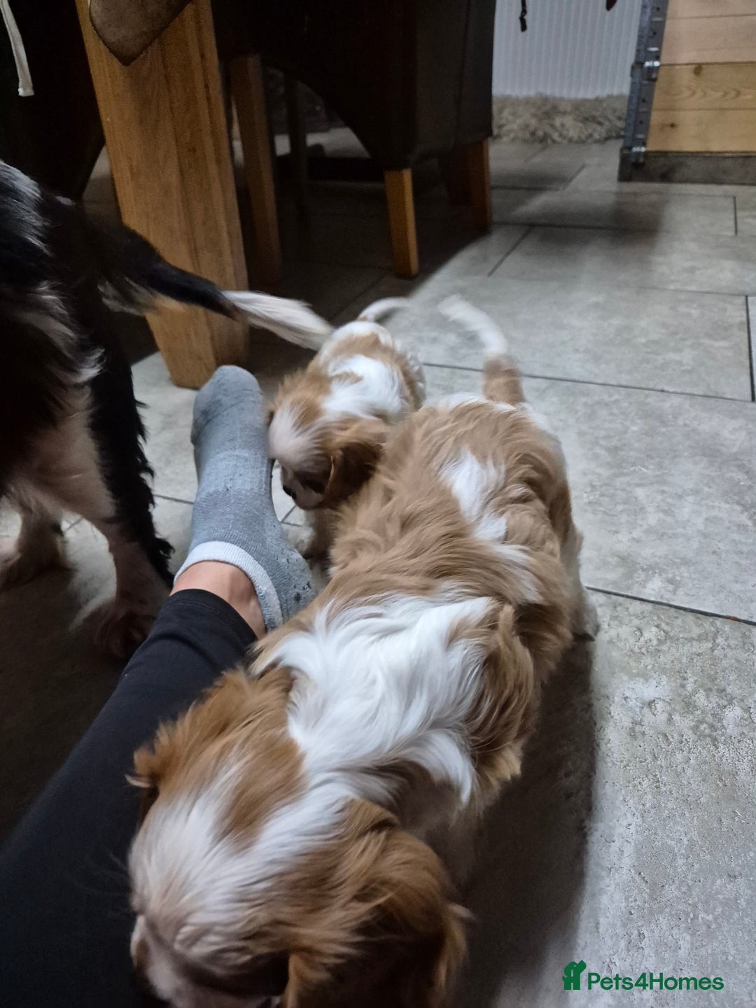 Cavalier King Charles Spaniel dogs for sale: Blenheim Cavalier King Charles spaniel puppies  - Image 4