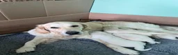Golden Retriever dogs for sale: Beautiful KC registered Golden Retrievers in Ruthin - Advert 6