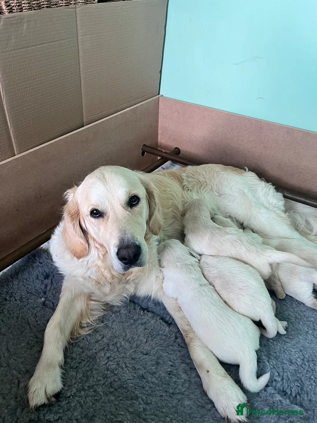 Golden Retriever dogs for sale: Beautiful KC registered Golden Retrievers in Ruthin - Advert 6