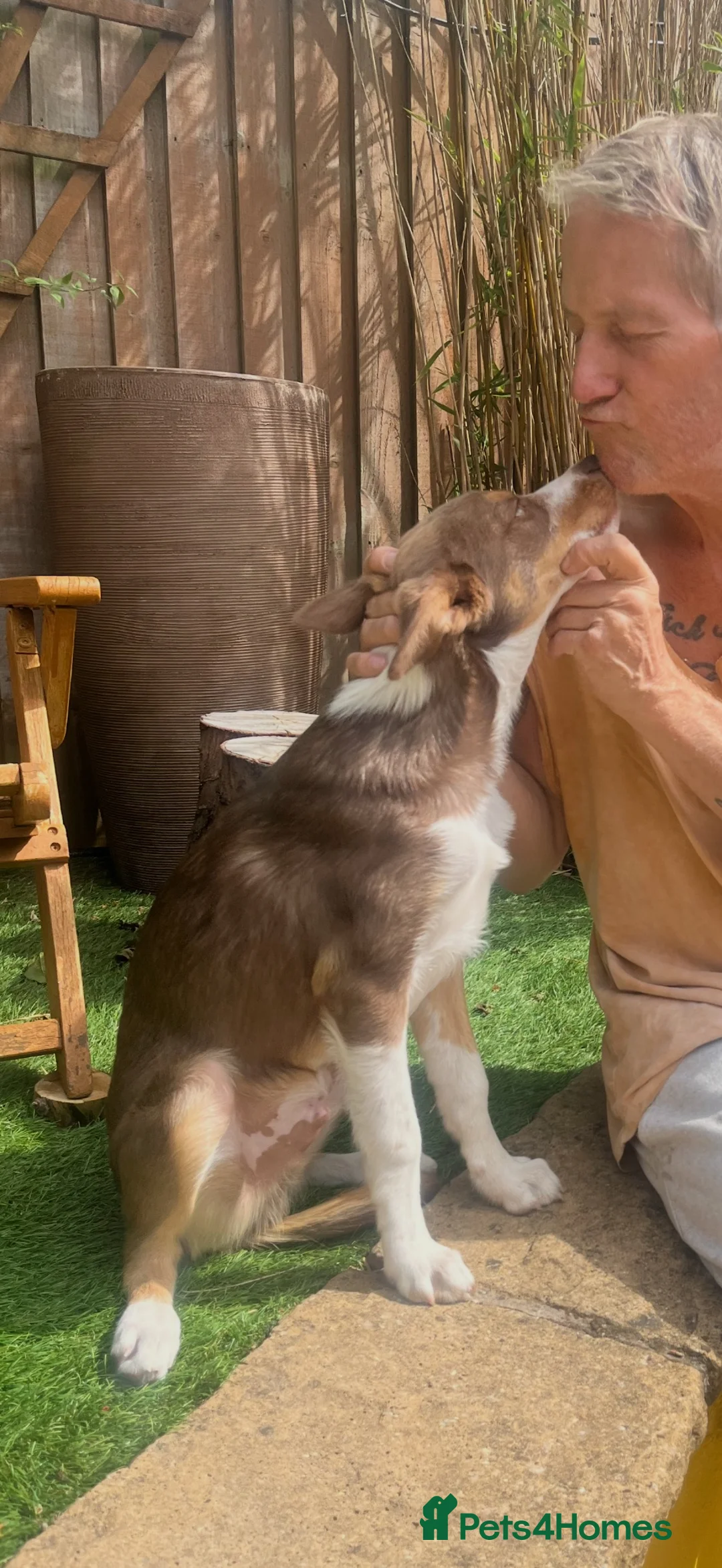 Border Collie dogs for sale: Border Collie  in Derby - Advert 1