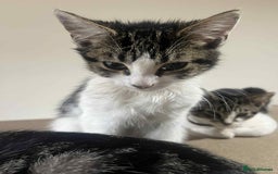 Mixed Breed cats for sale: 2 tabby kittens  - Image 8