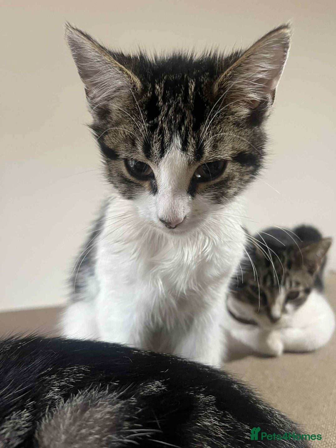 Mixed Breed cats for sale: 2 tabby kittens  - Image 8