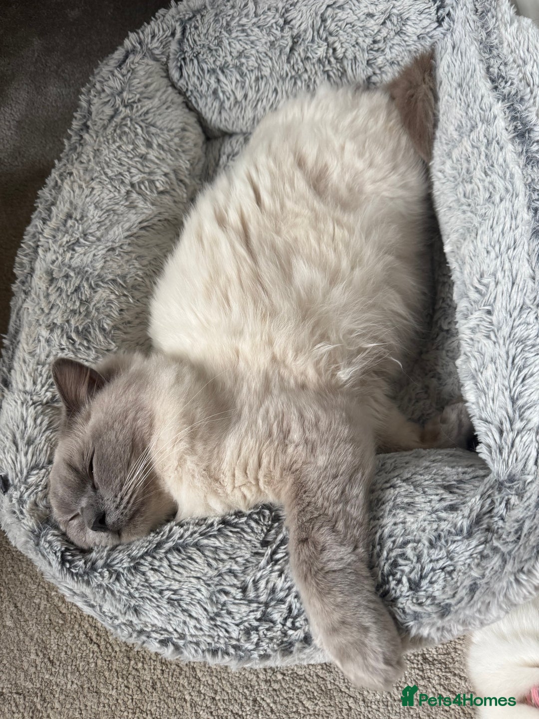 Ragdoll cats for sale: Absolutely Stunning litter of pure Ragdoll kittens - Image 24
