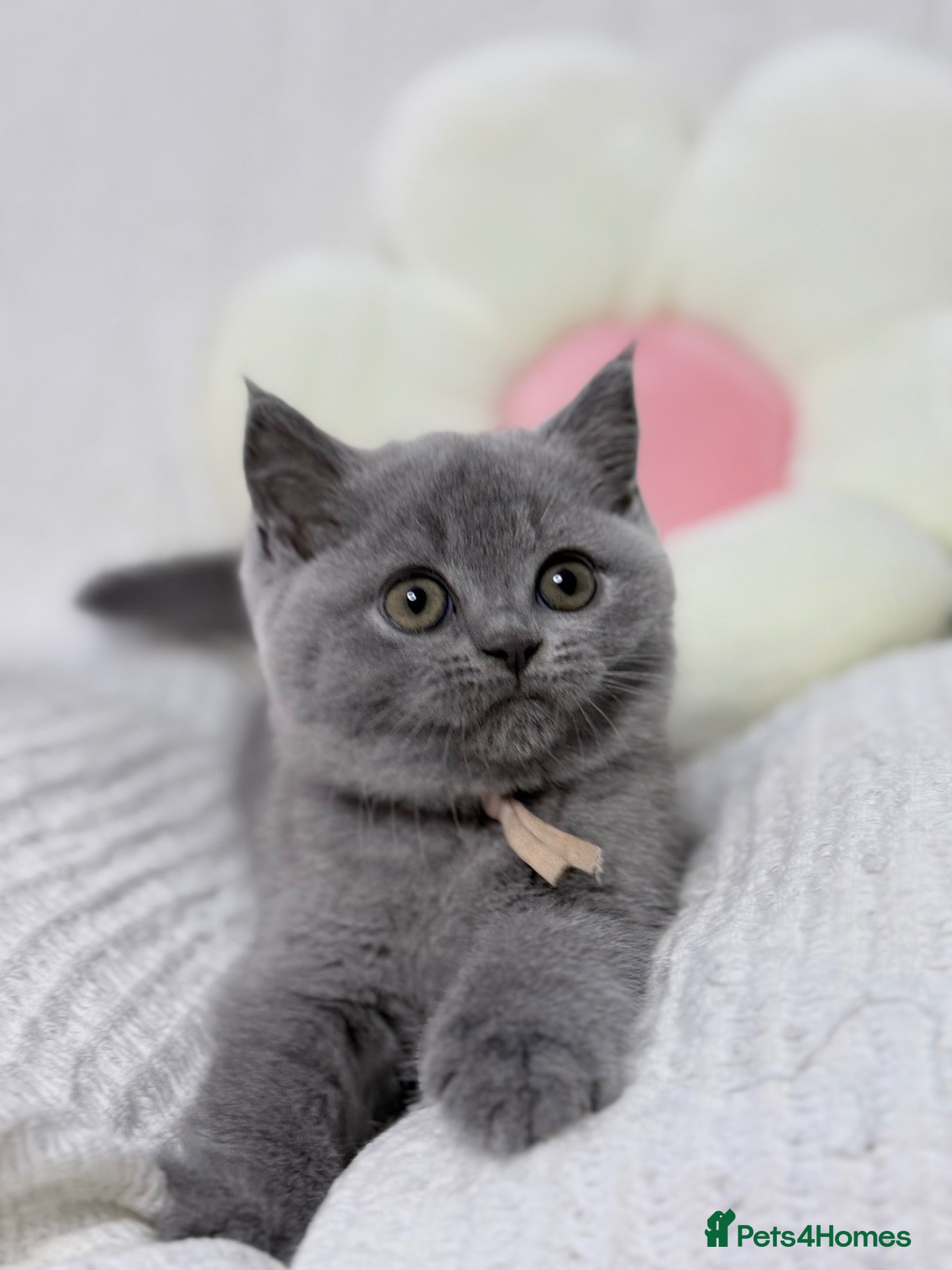 British Shorthair cats for sale: 100% PURE PEDIGREE- CHAMPION SHOW PARENTS - Advert 1
