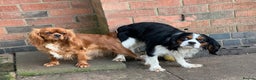 Cavalier King Charles Spaniel dogs for stud: CAVALIER TRI COLOUR STUD - HEALTH TESTED in Mablethorpe - Advert 6