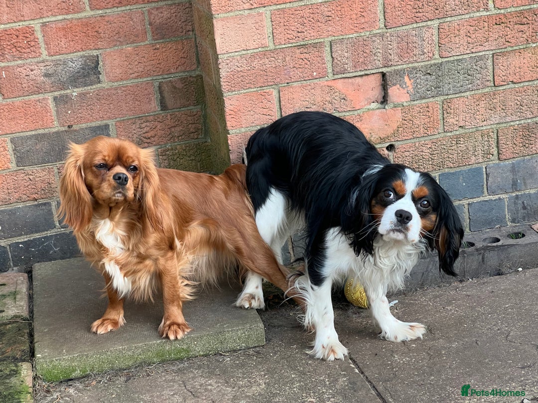 Cavalier King Charles Spaniel dogs for stud: CAVALIER TRI COLOUR STUD - HEALTH TESTED in Mablethorpe - Advert 6