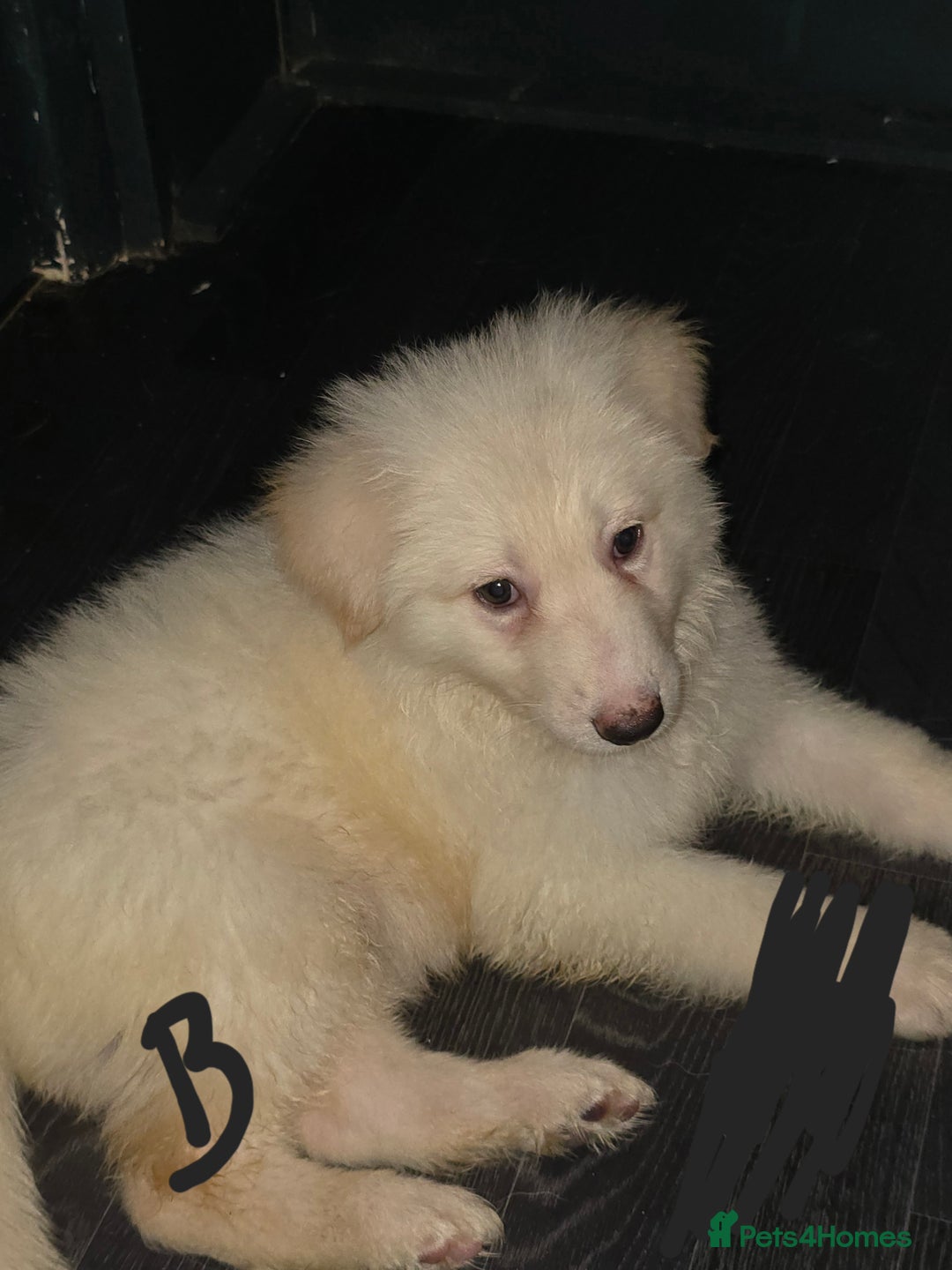 German Shepherd dogs for sale: Last 2 looking for their forever home - Image 3