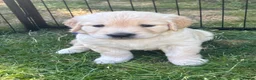 Golden Retriever dogs for sale: Beautiful pedigree Golden Retriever puppies in Usk - Advert 22
