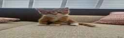 Mixed Breed cats for sale: Beautiful ginger kitten - Ready to go - Advert 6