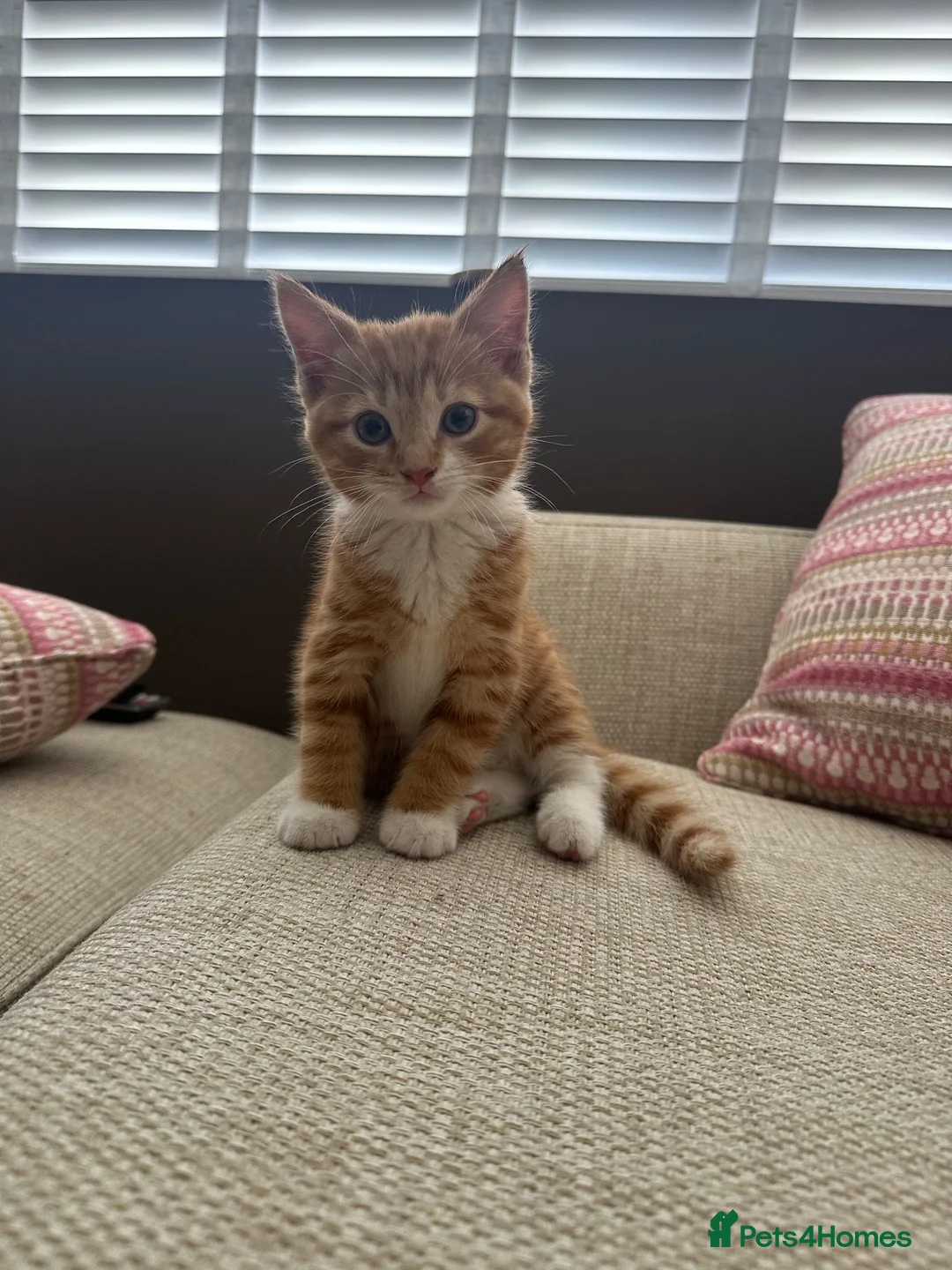 Mixed Breed cats for sale: Beautiful ginger kitten - Ready to go - Advert 6