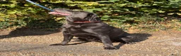 Labrador Retriever dogs for sale: Charcoal Labrador  - Advert 2