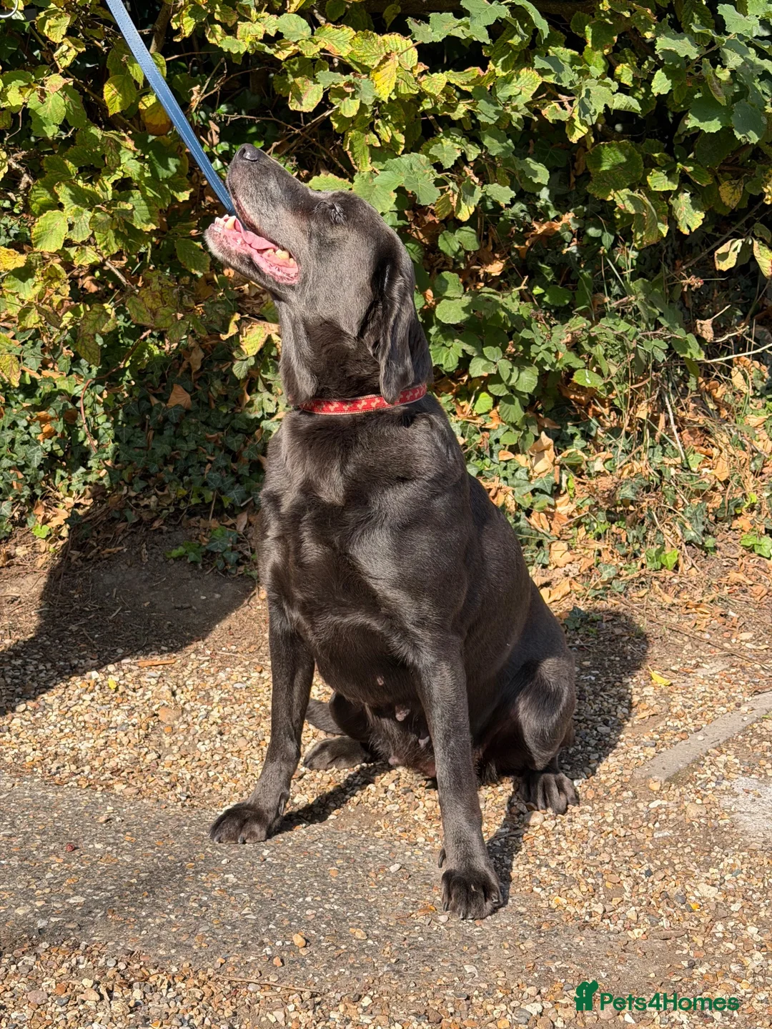 Labrador Retriever dogs for sale: Charcoal Labrador  - Advert 2