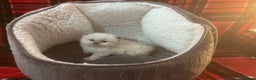 Persian cats for sale: 4 ADORABLE LITTLE CUTIE PIES, (READY 9TH JAN)  - Advert 17
