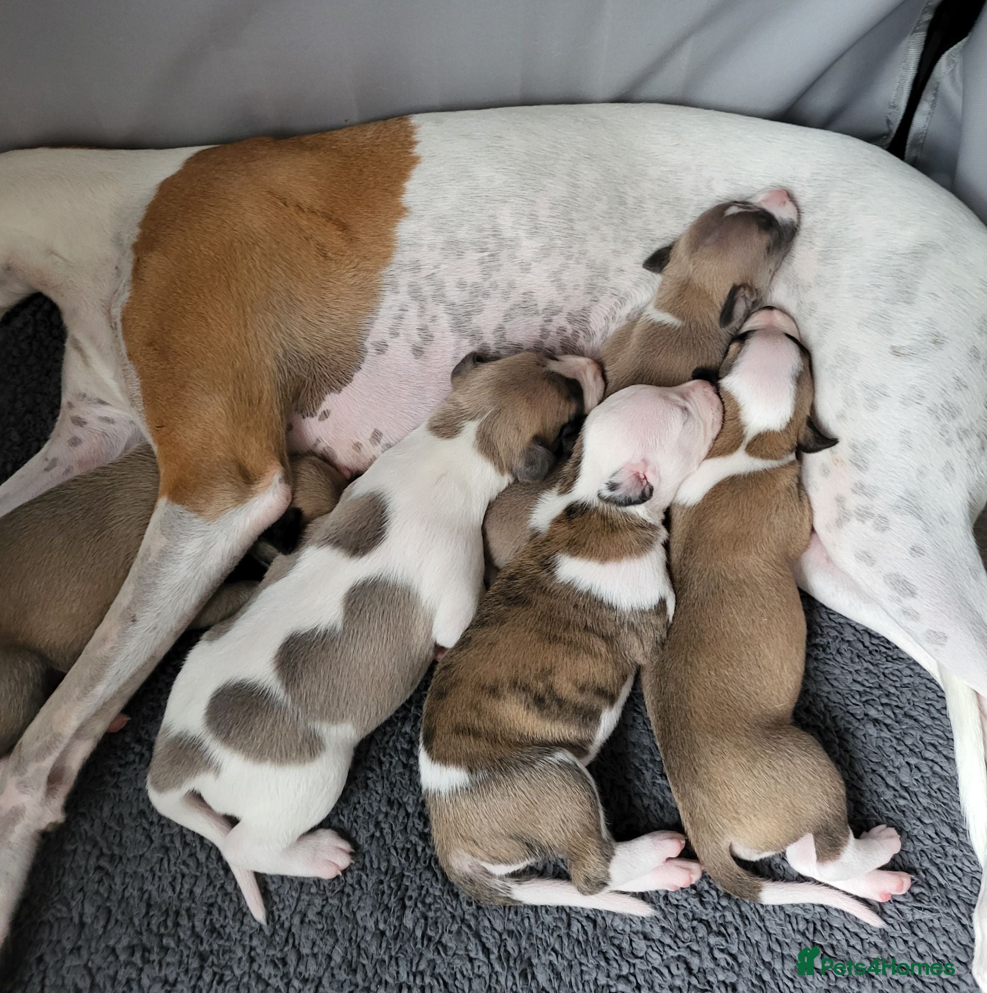 Whippet dogs KC Gorgeous Whippet pups. - Advert 2