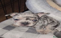 French Bulldog dogs for sale: Stunning litter of French bulldog puppies  - Image 7
