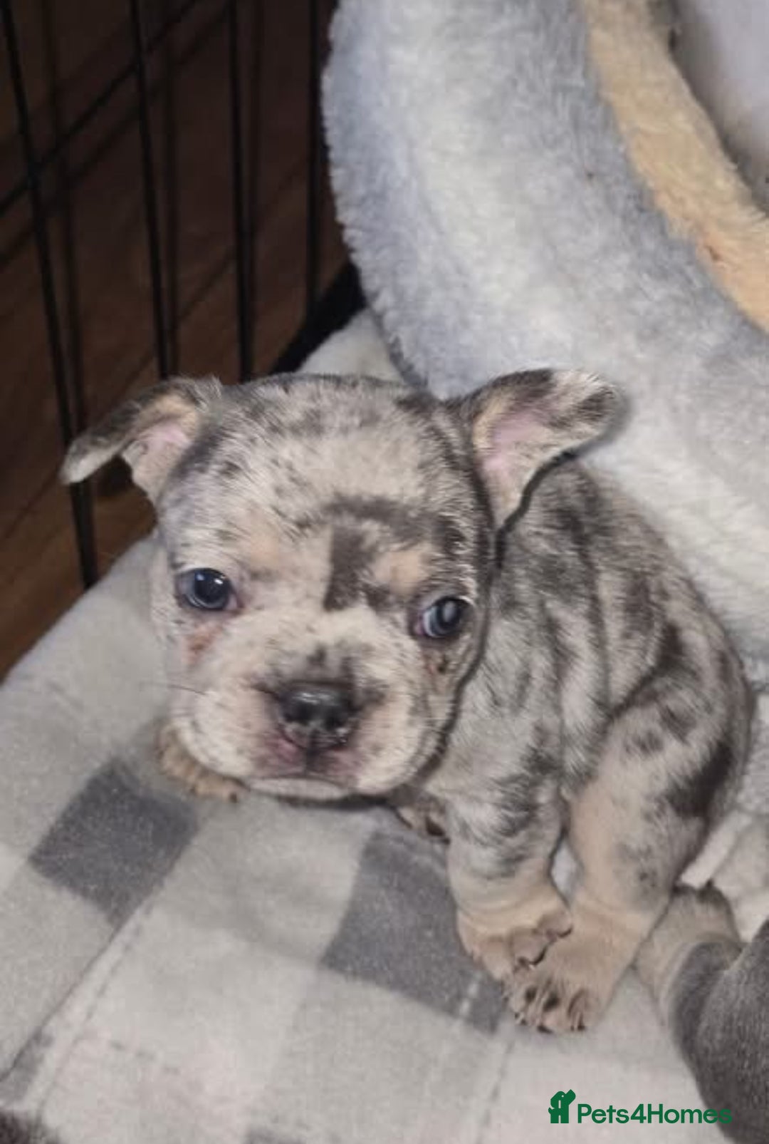 French Bulldog dogs for sale: Stunning litter of French bulldog puppies  - Image 7