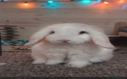 Mini Lop rabbits for sale: Two bonded mini lops for sale  - Image 5