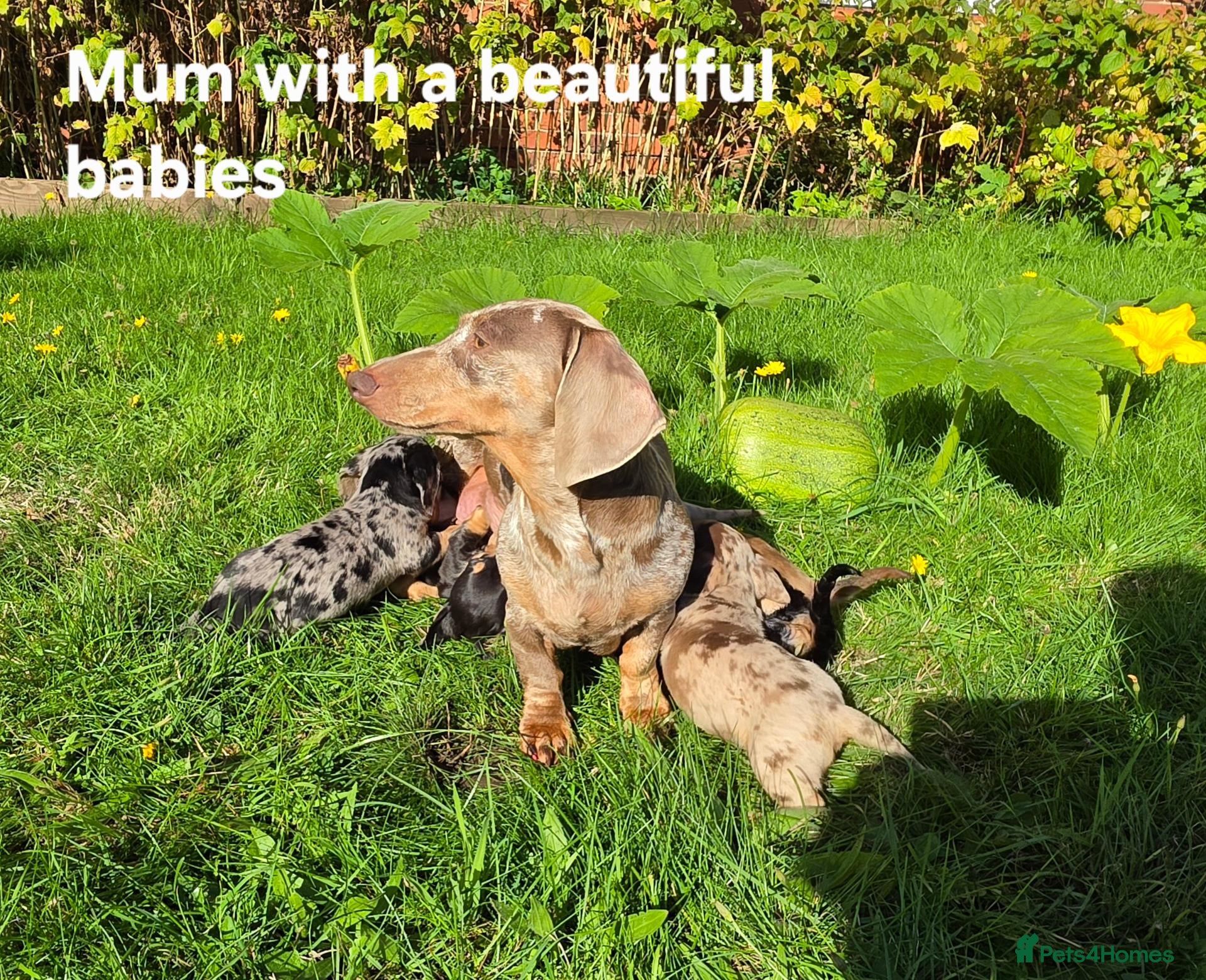 Miniature Dachshund dogs 🐾 Beautiful Miniature Dachshund Puppies 🐾 - Advert 2