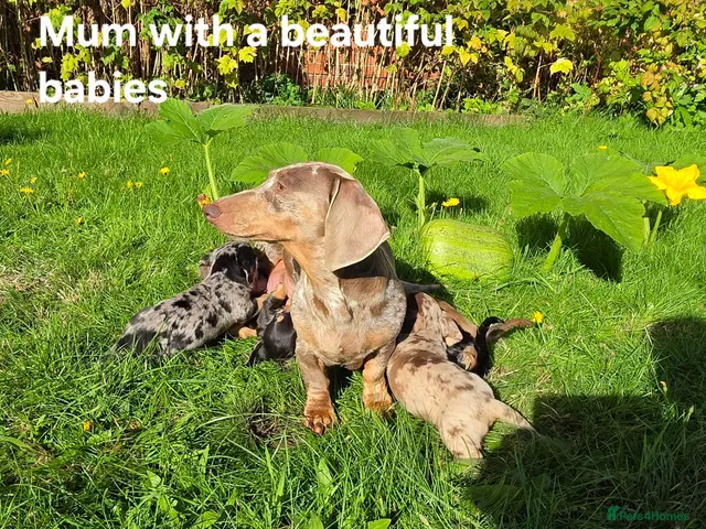 Miniature Dachshund dogs for sale: 🐾 Beautiful Miniature Dachshund Puppies 🐾 - Advert 2