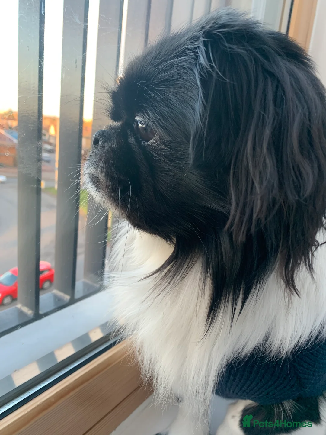 Shih Tzu dogs for stud: Handsome hunk Oreo 💙 in Dagenham - Advert 2