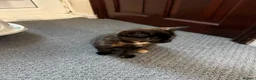 Mixed Breed cats for sale: Tortoise Female Kitten  - Advert 13