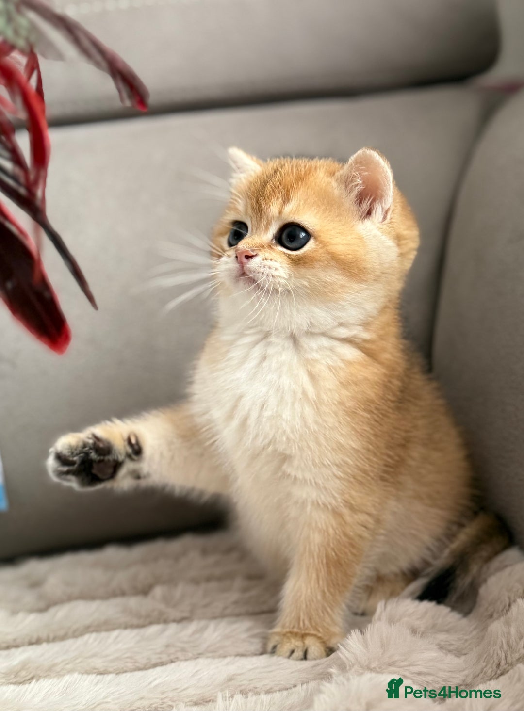 British Shorthair cats for sale: 🌟 Last two beautiful  Golden BSH girls 🌟 - Advert 19