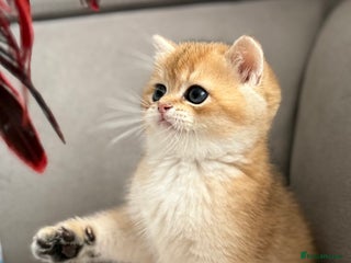 British Shorthair cats 🌟 Amazing Chocolate Golden BSH kittens🌟 - Advert 4