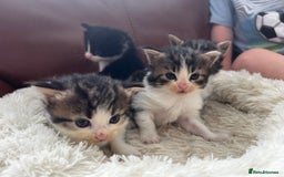 Maine Coon cats for sale: Unique Maine Coon Cross Kittens - Image 8