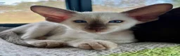 Oriental cats for sale: Exceptional show quality Orientals and Siamese  - Advert 30