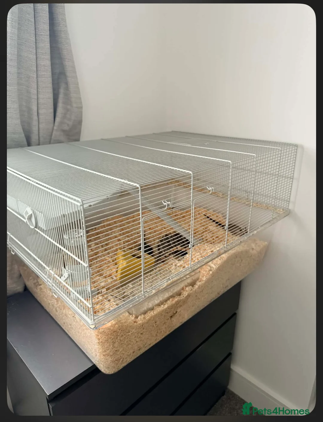 Gerbil rodents for sale: 2 lovely gerbils for sale with cage  - Advert 5