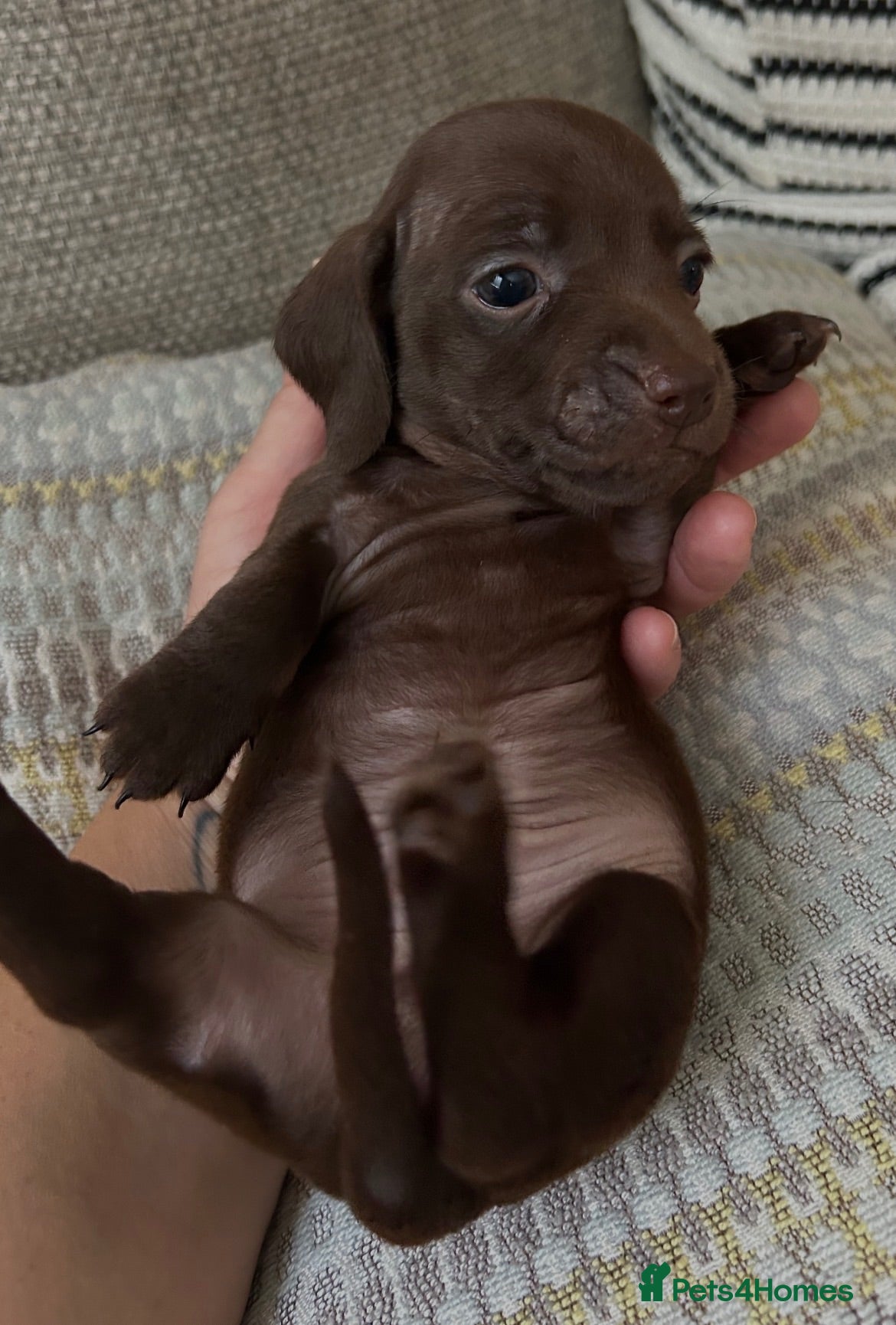 Miniature Dachshund dogs Miniature smooth haired dachshund pups for sale - Advert 2