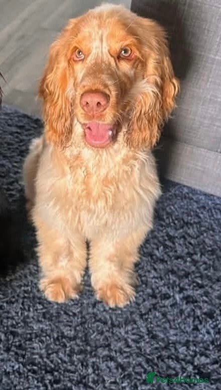 Pippin